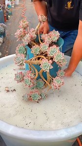 1.6M views · 45K reactions | Water my succulents 華 | Succulents | Facebook