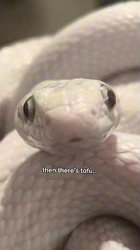 So Glad My Snakes All Turned Out So Normal!! #snake #pets #animals #cuteanimals #silly