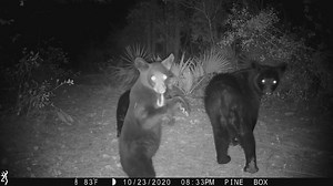 109K views · 7.9K reactions | Just a few short trail camera video...