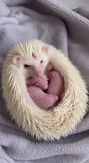 I'm literally speechless. She has them all bundled up in a perfect circle... and she just looked at me! You have to share this, this is everything. #hedgehog | The Daily Hedgehog Show