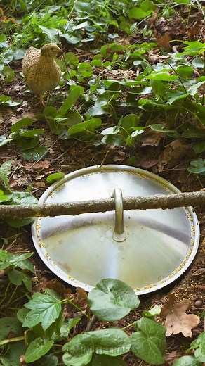 45K views · 440 reactions | DIY Quail Trap & Cooking Wild Quail Over Fire | ASMR Sounds  | 5-Minute Crafts Teens | Facebook