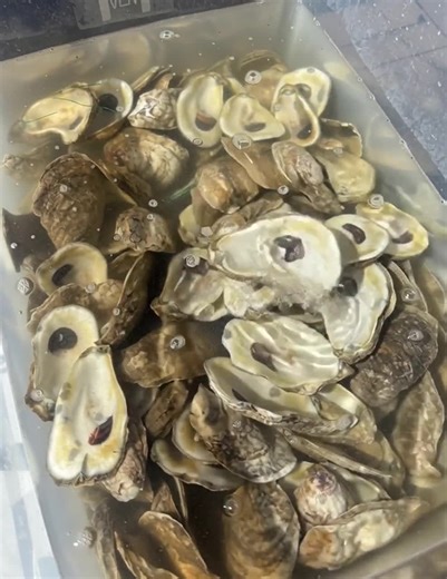 50 Gulf Coast Oyster Shell Cups (3-4"): Sun-bleached Craft Shells - Etsy UK