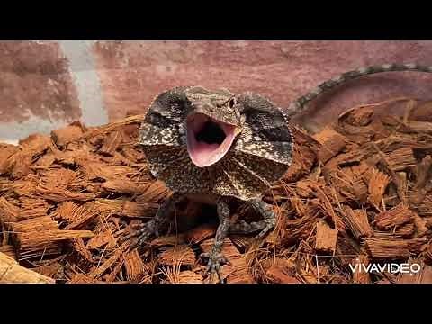 【本気の威嚇を見た】エリマキトカゲ 威嚇 エリ広げたよ！