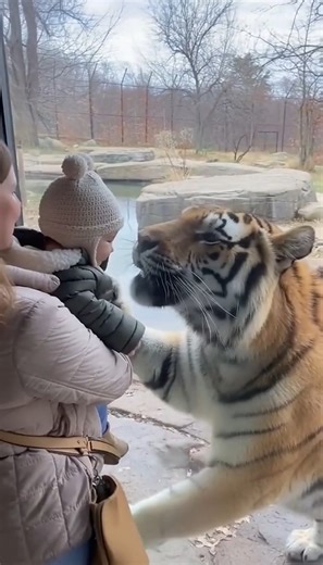 Common on Instagram: "Tiger wants to eat baby at zoo while mother giggles (concerning) Tiger trying to eat baby through glass—mother giggles while scratches appear (concerning) Zoo. Siberian tiger exhibit. iPhone footage. Mother holding BABY right next to glass. Against barrier. Massive Siberian tiger other side. Tiger sees baby. IMMEDIATELY hunting mode. Tiger actively TRYING TO EAT THIS BABY. Not playing. Not curious. HUNTING. Tiger trying to BITE child through glass. Mouth OPEN. Teeth SHOWING