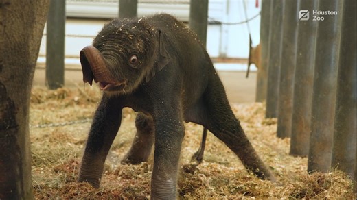 The Houston Zoo has a BIG reason to give thanks this season. On Friday, Nov. 15, at 3 p.m., 34-year-old Asian elephant Shanti gave birth to a healthy and strong 314-pound female elephant, named Kirby, after a 19-hour labor. Shanti and Kirby underwent post-natal exams and will spend time bonding behind the scenes and will make her public debut soon! Read more about our newest addition: bit.ly/3Z1C1Em | Houston Zoo