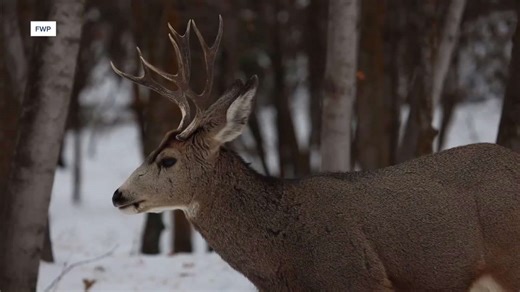 Montana hunt forecast maps best bets for deer, elk and antelope