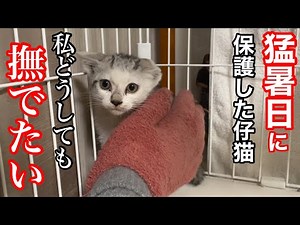 【子猫】威嚇が激しい保護した仔猫をどうしても撫でてあげたい…涙の結末