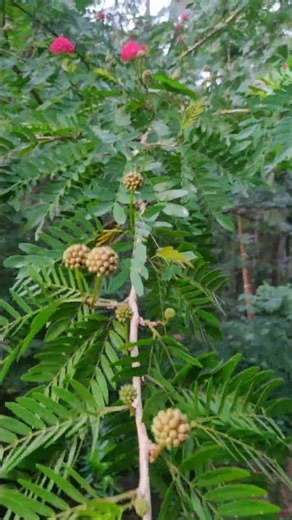 powder pump tree 🌴 in my garden