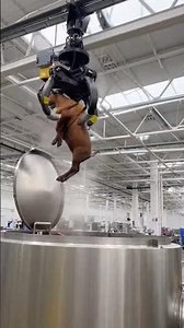 Sheep Meat Production Process | How Lamb Meat Is Produced for Human Consumption