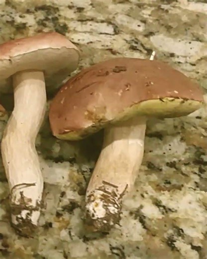 Small medium and large Pine King Boletes