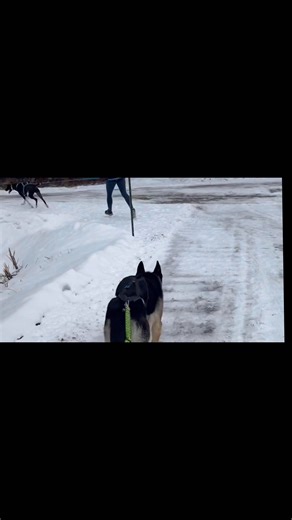 GIVE YOUR DOG PURPOSE NOT. a. BABY ! German Shepherds are not “big babies,” and treating them that way is exactly why so many end up misunderstood, mislabeled, or surrendered. The idea that every shepherd is a cuddly, easygoing family mascot is a comforting story people tell themselves to justify owning a breed that demands far more than affection. These dogs were never meant to be emotional background noise in a home. They were designed to watch, evaluate, and step in when something feels wrong