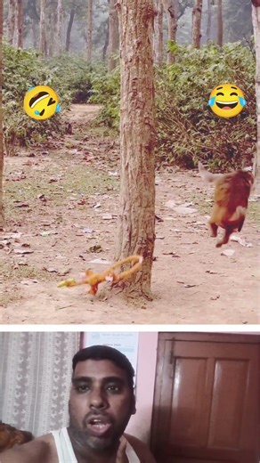 monkey looking up tree#funny #shortvideo