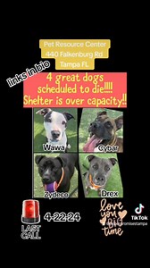 All 4 dogs are safe!!!! Thank you all for sharing!!!! This saved their lives and got them to people news feeds and their stories told! Thank you everyone!!!!! ❤️ Tomorrow is it!!!! Please see links email rescuepets@HillsboroughCounty.org cc rescuemetampa@yahoo.com Last call for these great dogs!!! Wawa: https://www.facebook.com/share/v/R2HE4cDbeqPGeQsb/?mibextid=WaXdOe Saint Cybar: https://www.facebook.com/share/v/2Kx4w1KyVziZReb3/?mibextid=WaXdOe Zydeco: https://www.facebook.com/share/v/ETZZ3no