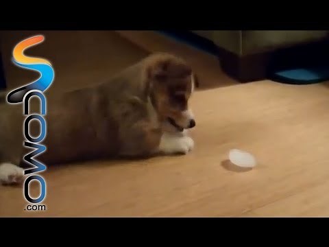 Cachorros jugando ¡¡Preciosos!! - Cute puppies playing