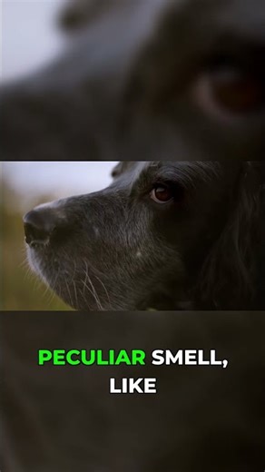 Is your dog's skin infected? Look for these signs!