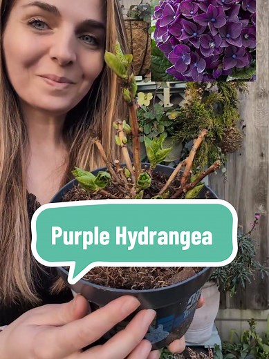 Gorgeous Purple Hydrangea: Summer Blooms & Color Changing Tips