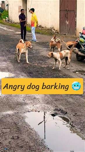 Angry dog real sound / Scary dog sound/real agressive dog barking #shorts #shortsfeed #ytshorts #dog