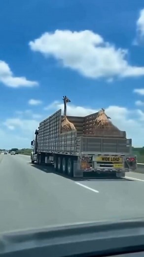 Cao quá cũng khổ =)) | Regret?