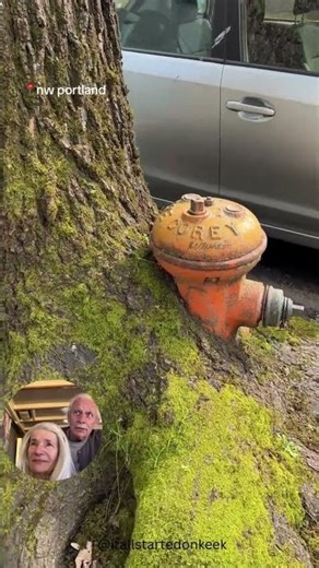 Fire hydrant trapped inside a tree for YEARS #shorts #unbelievable