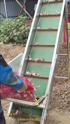 The process of garlic after digging 🌿🧄