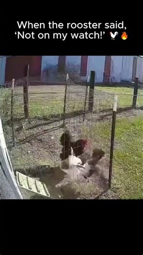 Brave Rooster Fights Off Hawk to Save His Hen!