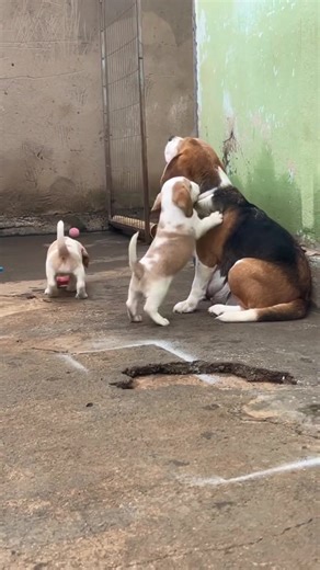 How are your beagles doing? #beagle #beaglesoftiktok #beaglepuppy #beagletok