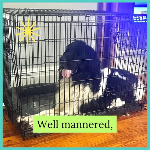 Meet Denver – Your Confident, Cuddly Landseer Companion currently fostered near St Louis, Missouri Denver is a striking Landseer Newfoundland who loves to be around his people. At 4.5 years old, he’s a mellow, self-entertaining guy who’s ready to find a forever home where he can snuggle, snack, and soak up all the love. 🧸 Personality & Temperament People-Friendly: Denver is great with adults and has enjoyed the company of the kids that he's met. He’s affectionate and likes to snuggle up. He lik