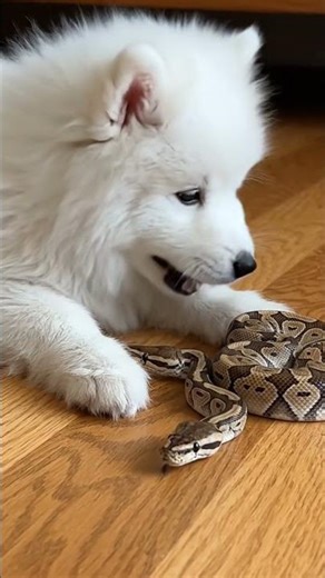 A puppy and snake funny video | funny moments animals #funnyvideo #animals #aivideo #funny
