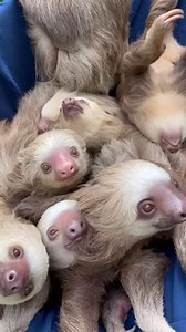 74K views · 2.6K reactions | Happy International Sloth Day 殮 梁 On...