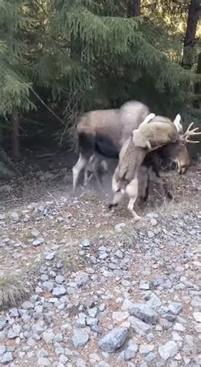 Two Wolves Attack a Deer in the Forest…
