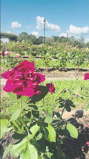 Explore the Beauty of the Tyler Rose Garden