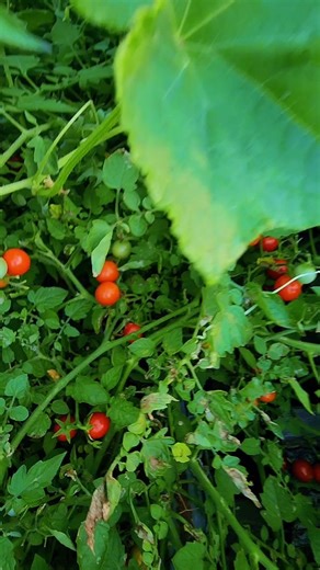 Watch Take the guessing out of gardening on Amazon Live