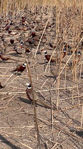 We’ve been catching pheasants every day for a month now and I swear there’s more every time we look in here. | Pete’s Pheasant Farm