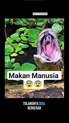 Ular Ini Bisa Menelan MANUSIA 😳#shorts#hewanunik#ular