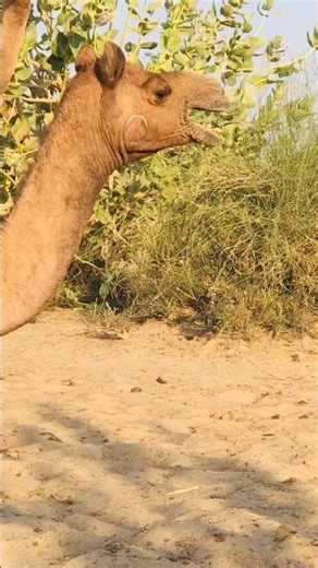 Crazy Camel Noises 🔥 #shorts