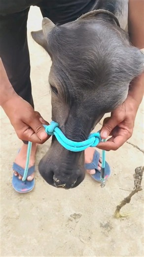 Amazing way to make halter for buffalo #hacks #knot #knotting #shorts
