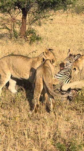 Neema Amosi on Instagram: "Part 2, the pride of lions did manage to kill that poor baby zebra, it’s sad but still a game of survival. . . 🎥 @neyleenature . #reels #videography #tanzaniaparks #viralvideos #india"