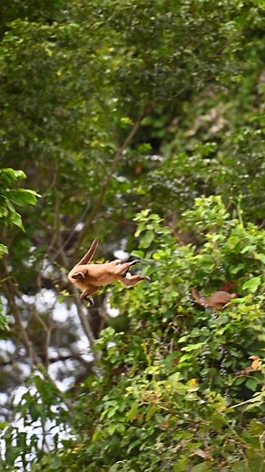 A vida selvagem do Pantanal 🇧🇷 #Pantanal #Brazil #wildlife