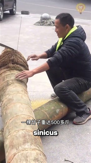 This Giant Bamboo Can Grow Up to 45 Meters Tall 🌿😲 #uniquefacts #bamboo #plants #china