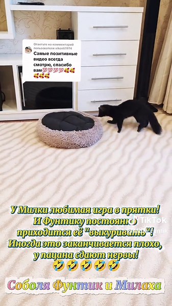 Funny Sable Animal Moments That Will Make You Smile