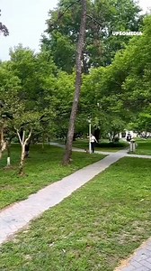 159K views · 626 reactions | Seekor monyet melarikan diri dan menyebabkan kekacauan di seluruh kota dan hewan-hewan peliharaan mendapatkan bagian terburuknya. | Positif + | Facebook