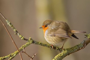 Si les rouges-gorges boudent votre jardin, c’est peut-être à cause de ce prédateur que vous abritez sans le savoir