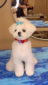 4.6K views · 265 reactions | A Maltese icon. . HEY YOU! and myself are doing a seminar July 27th!! (Online and in person) Check out more info link in my bio or zoomgroomanna.com!! . #doggrooming #dogsbylogan #dogs #maltese | Dogs by Logan | Facebook