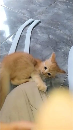 pebgen bermain gaguin gak ada tim nya