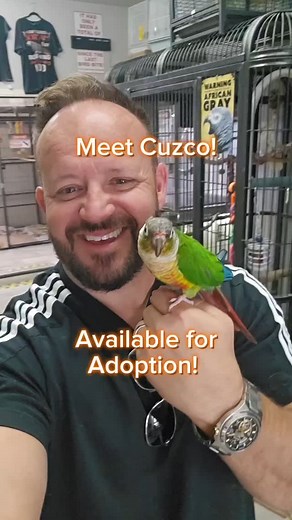 This beautiful and sweet Green Cheek Conure is available for adoption! By appointment only! We do NOT ship birds. Adoptions in person only. call for details 520-288-6310 #grooming #birdsoftiktok #fyp #bird #volunteer #foryoupage #conure | Paradise Parrot Rescue