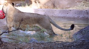 6.3K views · 449 reactions | Lions do not naturally enjoy being in water as much as some other cat species, but if one of your favorite toys is in the pool, it might be worth taking a dip! #BringingTheZooToYou #VirtualTucson | Reid Park Zoo | Facebook