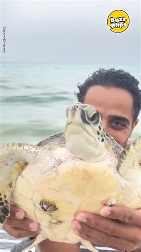 Barnacle Removal Saves This Sea Turtle 🐢🌊