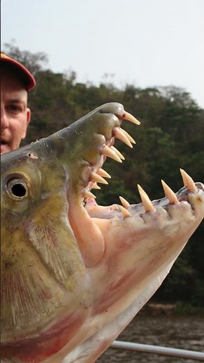 🐟 Meet the Goliath Tigerfish: Africa's Fiercest River Predator! 🌊
