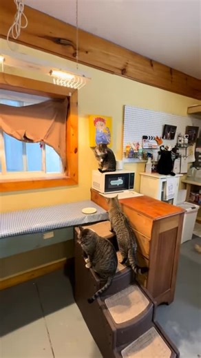 93 reactions · 7 comments | I love ❤️ his grumpy-butt | Cat Trap Fever of Ionia County- Michigan | Facebook