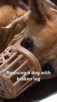 Rescuing a dog with broken leg